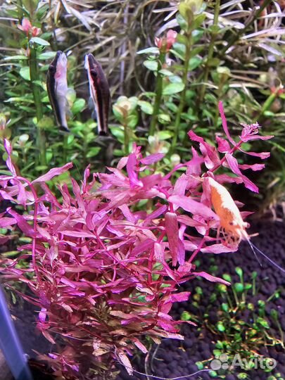 Аквариумные удобрения макро/микро/железо/калий