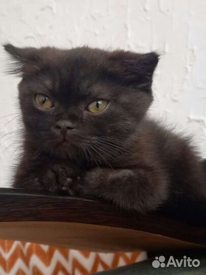 Котенок в дар бесплатно