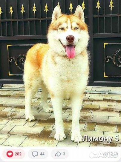 Сибирский хаски вязка