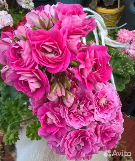 Черенки пеларгонии