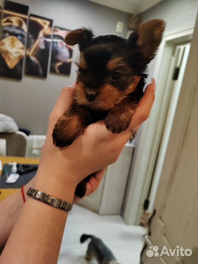 Йоркширский терьер щенки стандарт