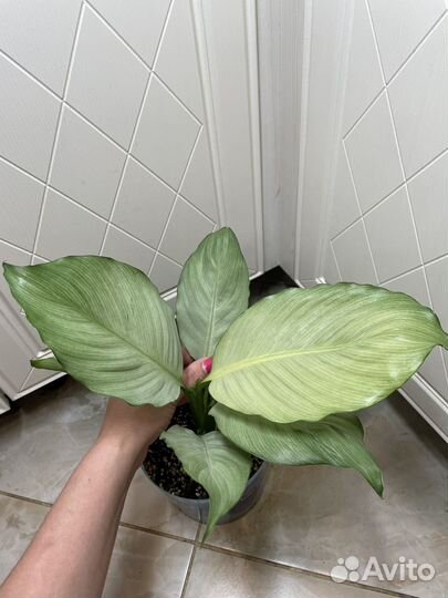 Спатифиллум сплит милк