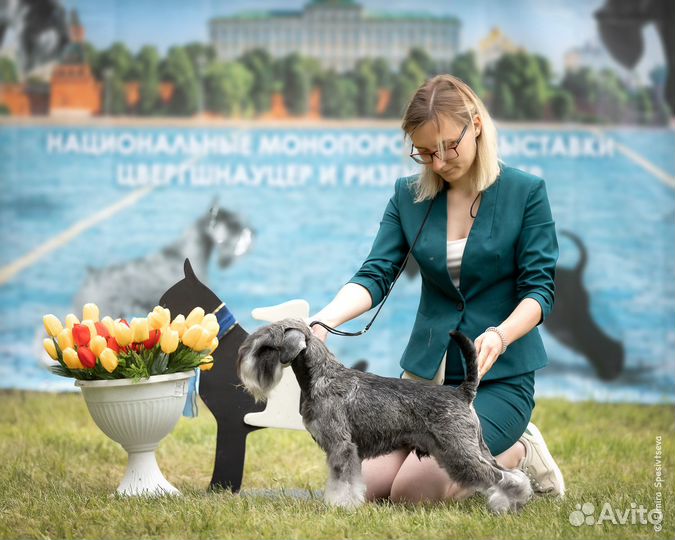 Вязка цвергшнауцера