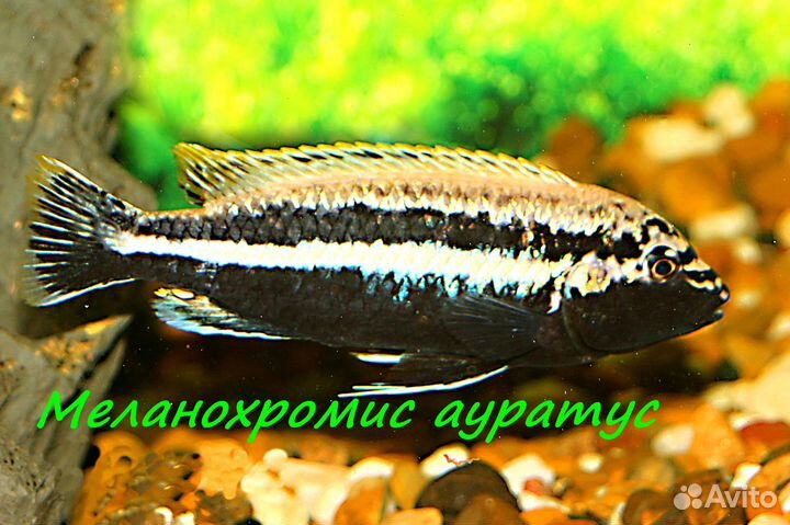 Цихлиды в Череповце. Взрослые, подростки, мальки