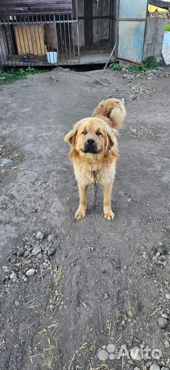 Лобрадор в добрые руки