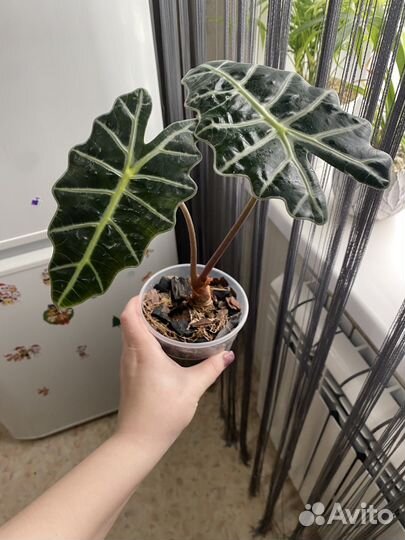 Цветы комнатные