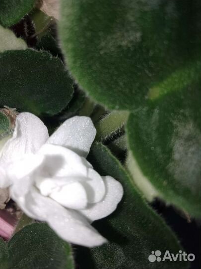 Фикус бенджамина