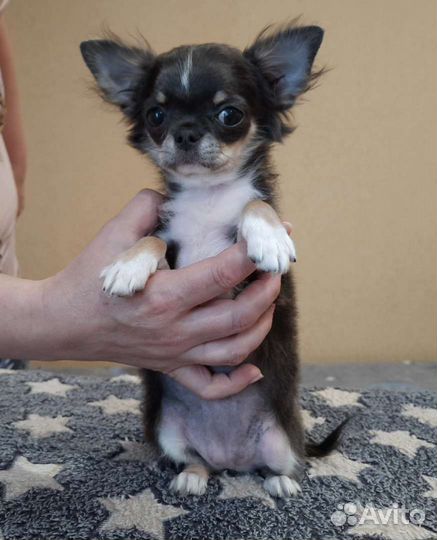 Чихуахуа голубой триколор дш