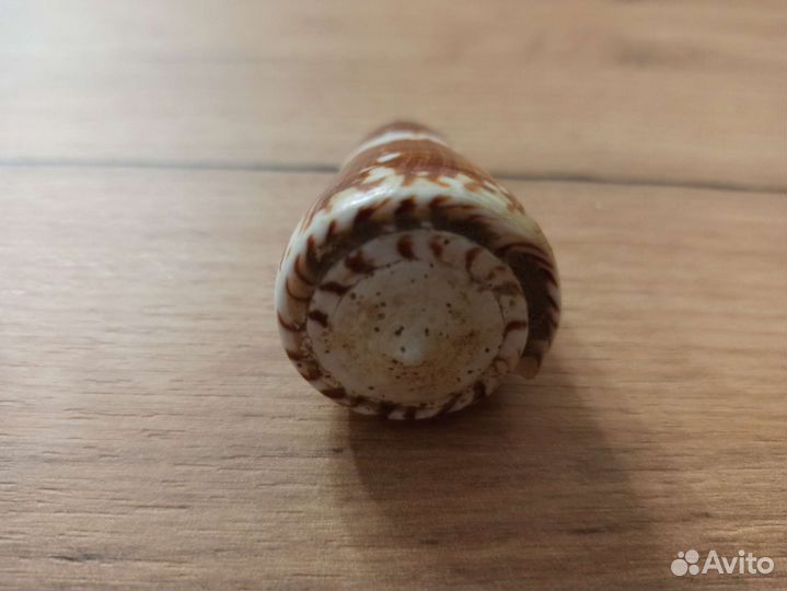 Морская раковина