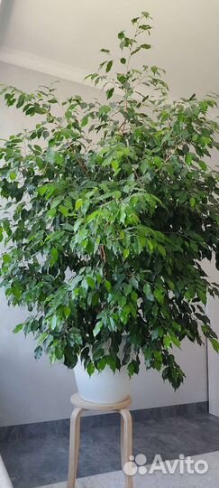 Фикус бенджамина большой