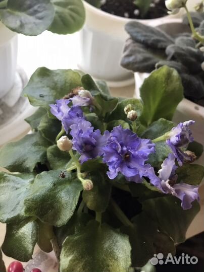 Фиалки сортовые