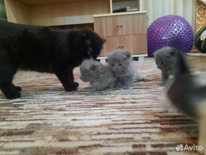 Кошка в дар бесплатно