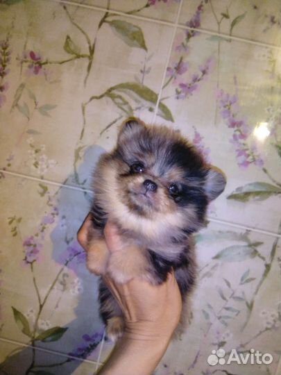 Щенок шпиц
