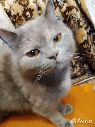 Кошка британка