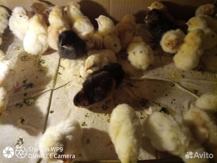 Цыплята