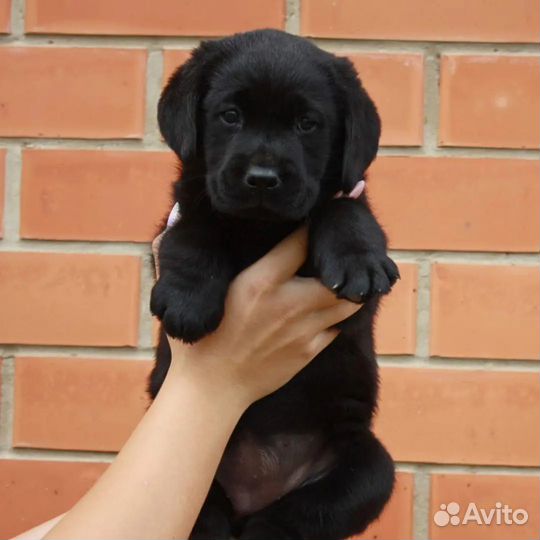 Щенки лабрадора