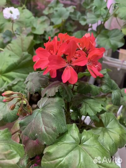 Пеларгония