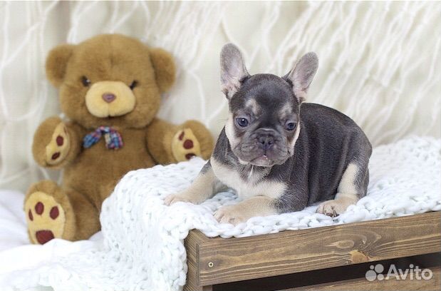 Подпалая куколка