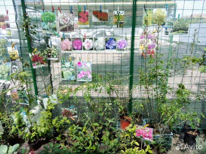 Саженцы плодовых,декоративных растений,розы