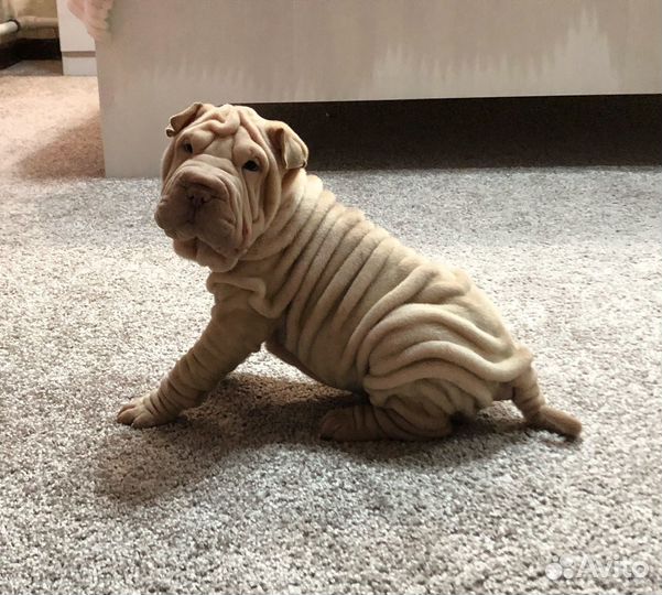 Щеночки шарпея