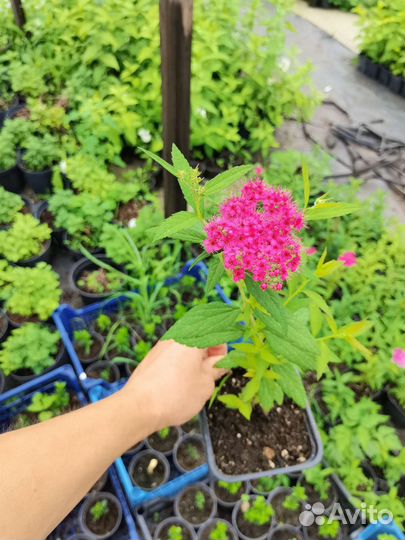 Спирея японская Энтони ватерер