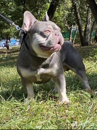 Кобель лиловый тан вязка