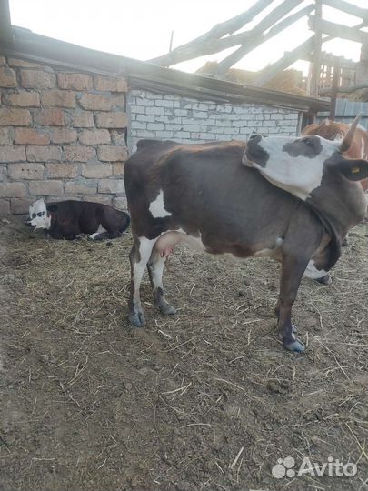 Корова с теленком, подсосная