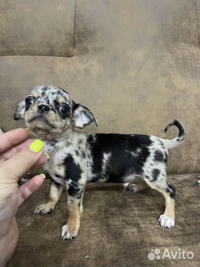 Чихуахуа мальчик