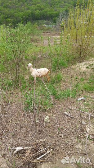 Продаются козы