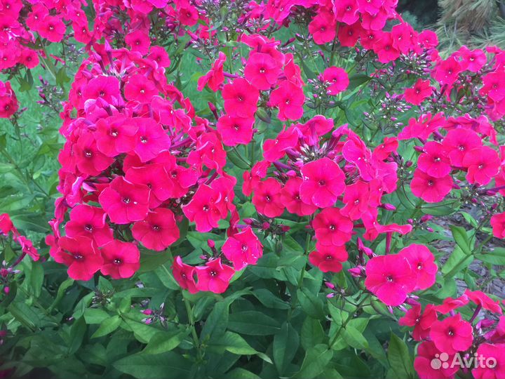 Помощник по хозяйству с проживанием