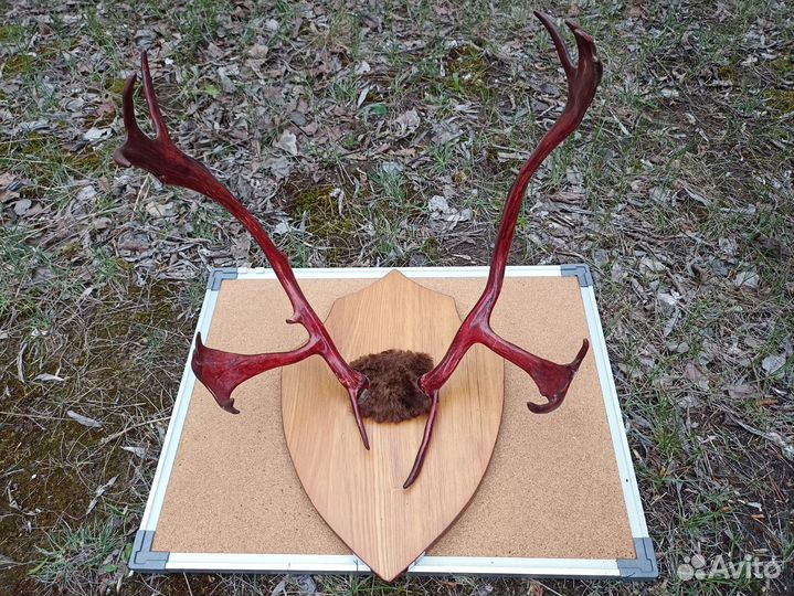 Рога оленя или лося