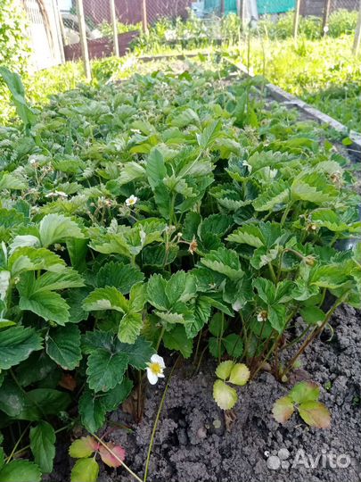 Рассада клубники купчиха