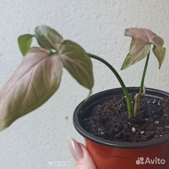 Сингониум Регина ред