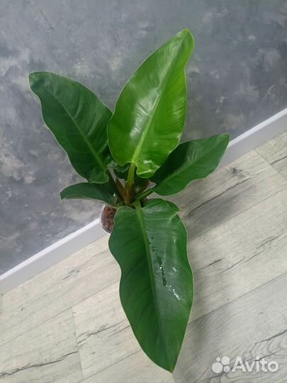 Драцены и др