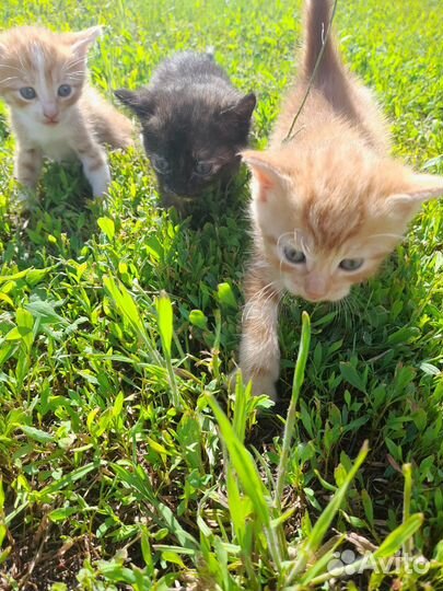 Котята 03.05.2023 рождены. В хорошие руки отдам