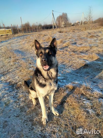 Вязка кобель вео