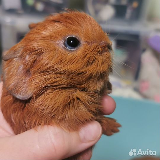 Морские свинки из Tutti-Frutti