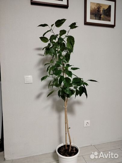 Гибискус китайская роза 140 см