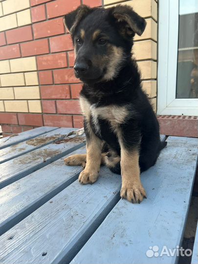 Немецкая овчарка в добрые руки