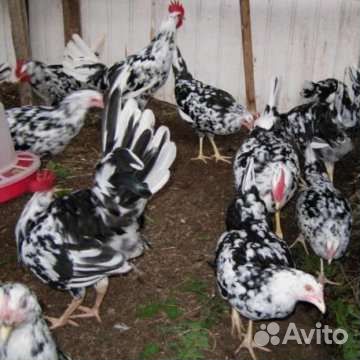 Инкубационное яйцо леггорн далматинец