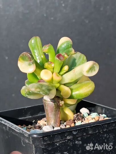 Крассула, Crassula Gollum yellow variegata