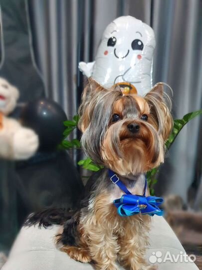 Вязка Йоркширский терьер мини беби фейс РКФ