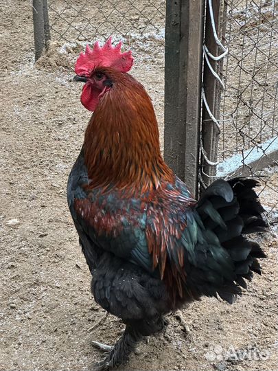 Ия Яйцо Цыплята Петухи крутых пород