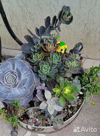 Садик из суккулентов