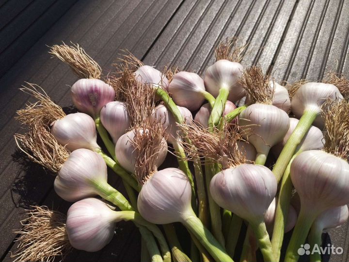 Чеснок летний