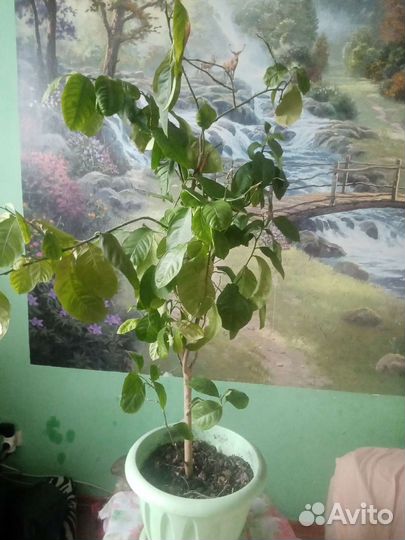 Лимонное дерево