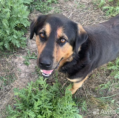 Отдаю песика Дольфа в добрые руки