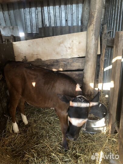 Теленок 4 месяца