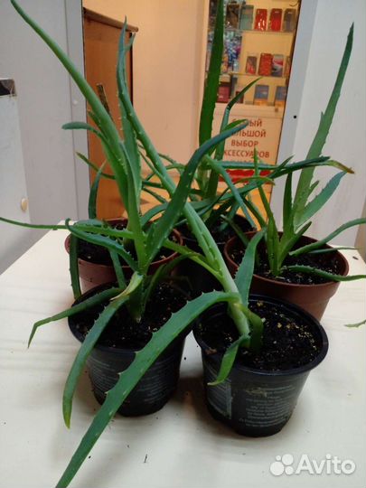 Алоэ Вера (столетник)