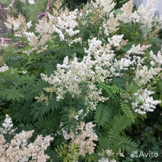 Рябинник рябинолистный, жимолость каприфоль